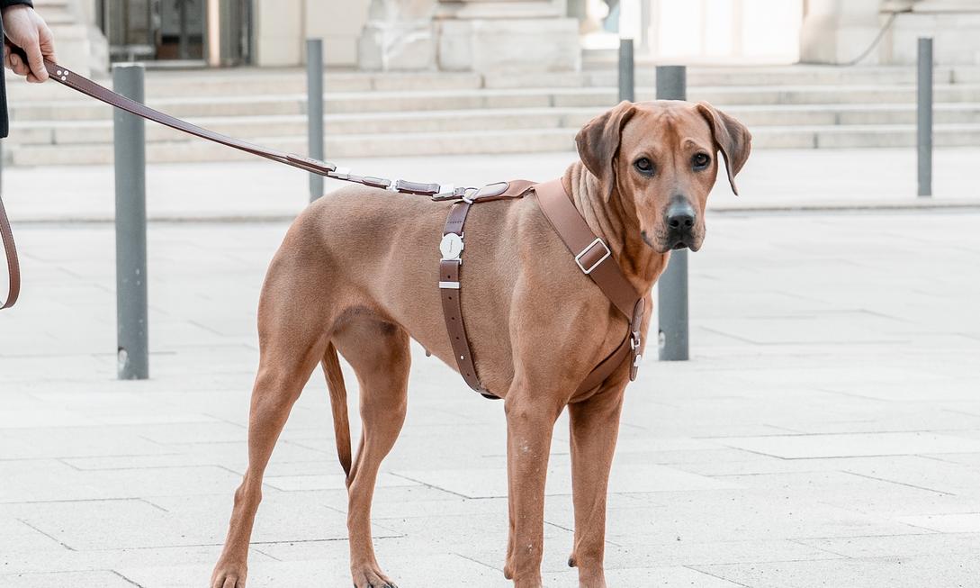One-Second Quick Snap, Steadier the More You Pull! Fetchly Anti-Escape Leash, Zero Stress for Walking Your Furry Friend
